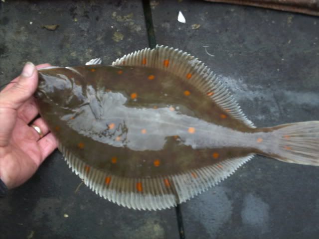 Plaice Dab And Flounder Differences Flatfish Identification Fishing